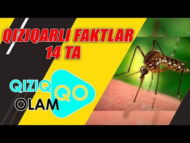 QIZIQARLI FAKTLAR 14 TA FAKT   КИЗИКАРЛИ ФАКТЛАР 14 ФАКТ