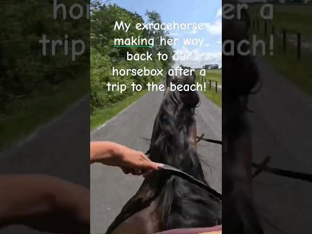 #equestrianlife #horse #beach #theothersideofmakebelieve #ocean #horsegirl