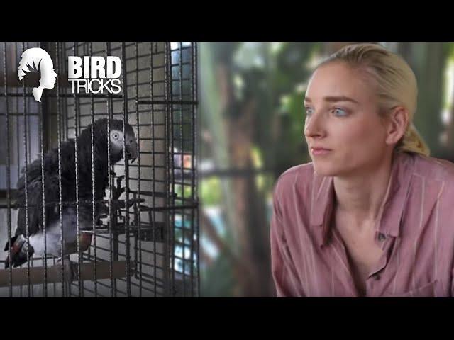 Lincoln The Timneh African Grey's Story