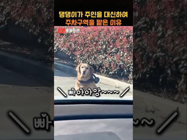댕댕이가 주인을 대신하여 주차구역을 맡은 이유