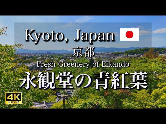 【4K】Stroll through the beautiful green foliage of Eikando in Kyoto, Japan