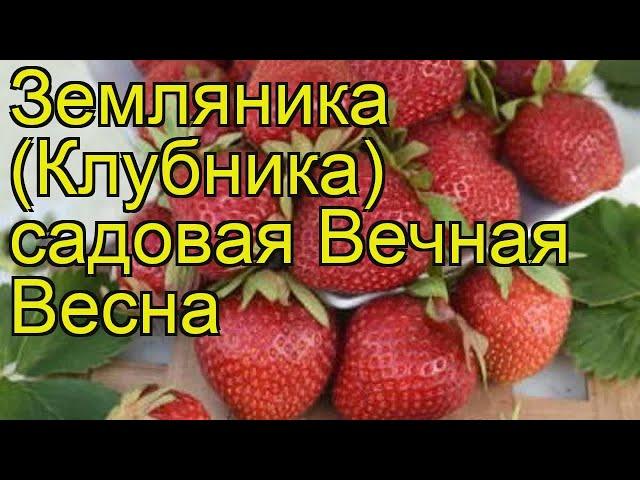 Земляника садовая Вечная Весна. Краткий обзор, описание характеристик fragaria ananassa