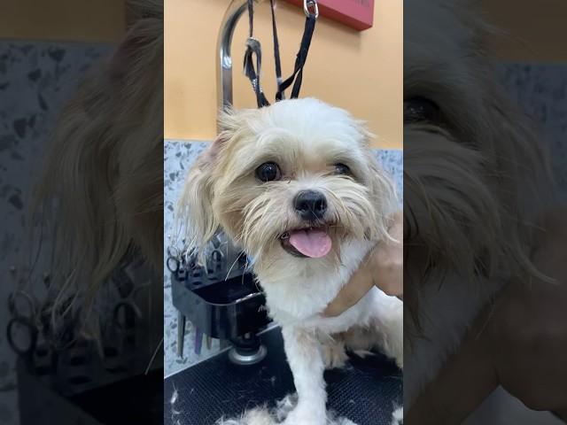 Fluffy Transformations: Mochi's Glam Grooming Day at Fur Wellness Hub! 