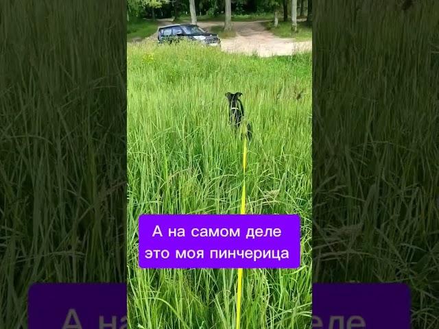 Что это за порода? Этот вопрос я слышу почти ежедневно 