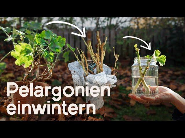 Pelargonien überwintern: Spare Geld und sichere dir frische Pflanzen im neuen Gartenjahr! 