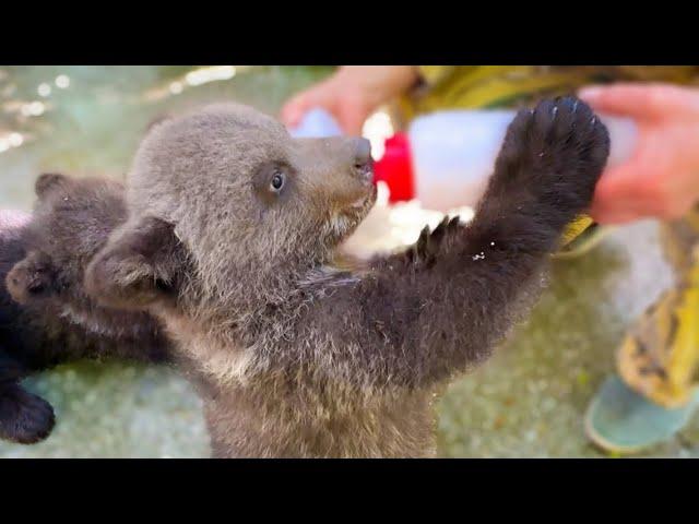 МИЛОТА! Татьяна Ивановна кормит с сосок медвежат!