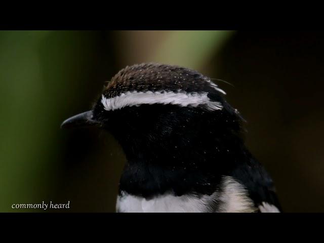 White Browed Shama :Birds of the Philippines