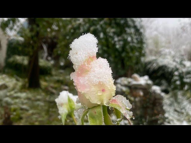 Сад мой уже укутывает снег!