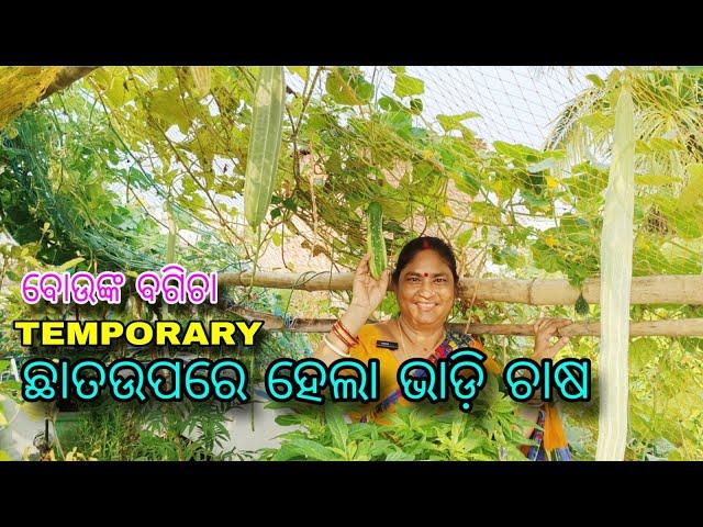 TEMPORARY || ଛାତଉପରେ ହେଲା ଭାଡ଼ି ଚାଷ || ବୋଉଙ୍କ ବଗିଚା || terrace garden