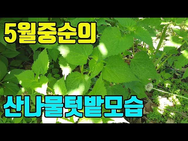 텃밭친구의 5월20일경 산나물텃밭모습 공개(다른방향)
