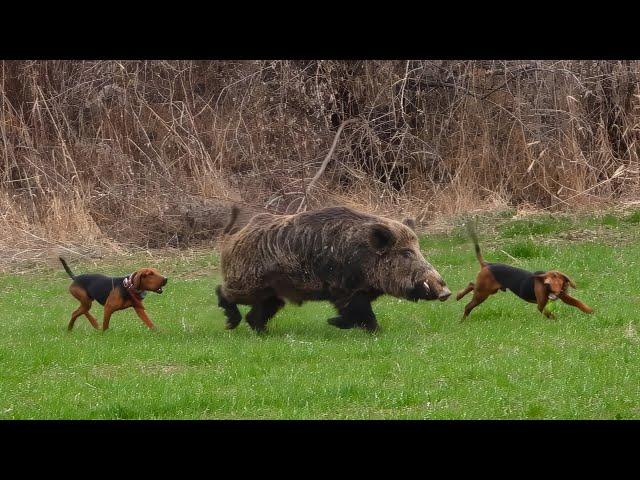 GIANT MONSTER Wild Boar Hunts, GIGANTIC HOG Shots, Brave Hunting Dogs! #hunting #hog