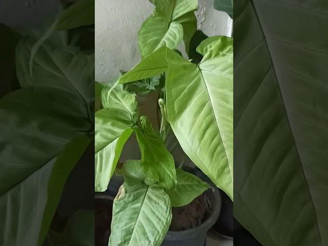 Collection of indoor plants#shorts#gardening with geet kumar
