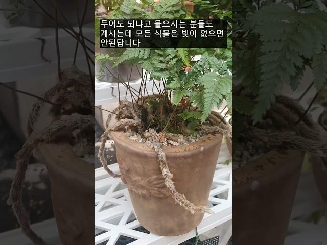 How to grow a fumata tyermannii well without killing it
