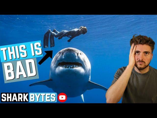 THIS is Why 'Ocean Ramsey' is BAD for Sharks!