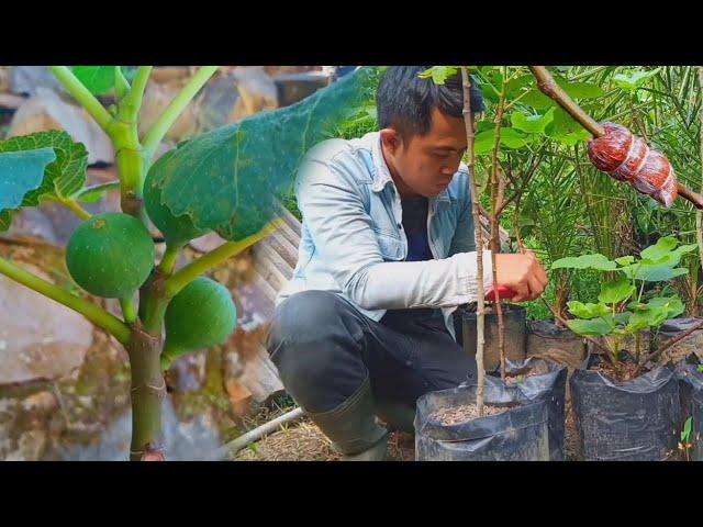 Fig tree air layering process | using cocopeat media