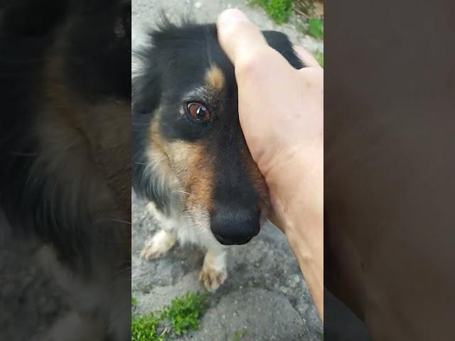 пёс Рекс