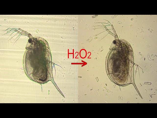 Stressed cardiac tissue of Daphnia after exposure to hydrogen peroxide