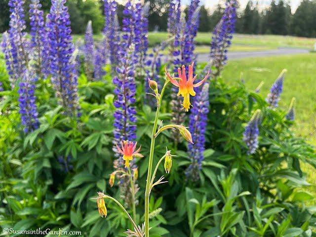 Pollinator Garden Tour: Everyone Can Grow a Garden (2023) #23