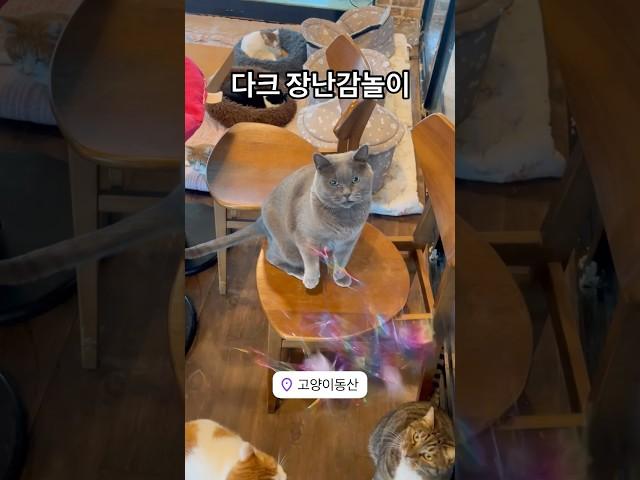 다크 장난감놀이   #유기묘 #고양이카페 #고양이동산 #일산고양이카페