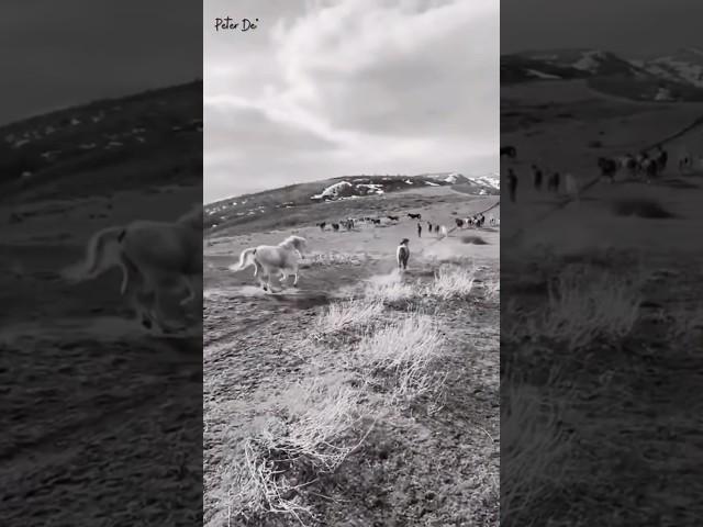Untamed Wild Horses Roaming Free!