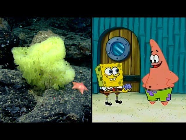 SpongeBob and Patrick Fish-Looking Species Spotted in Ocean