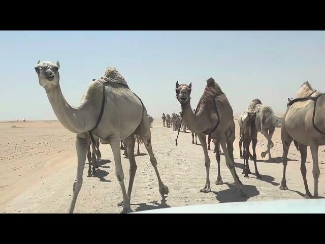 Camel in Saudi Arabia  | Desert Camel in Saudi Arabia | Adnan Sukhera Vlogs #saudiarabia #shorts