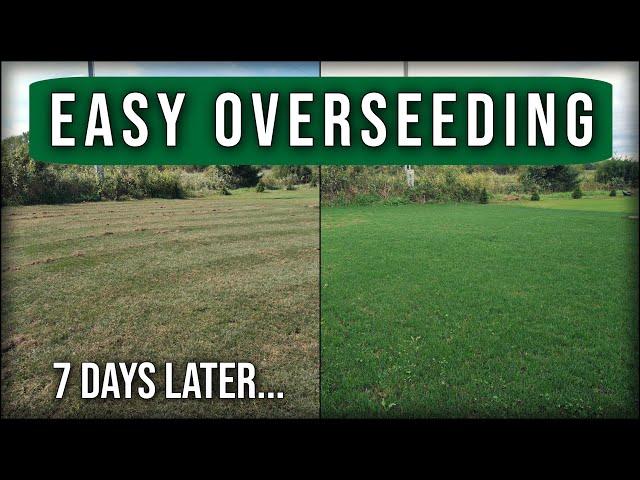 Easy Lawn Overseeding Guide // Scalp Dethatch Aerate Overseed