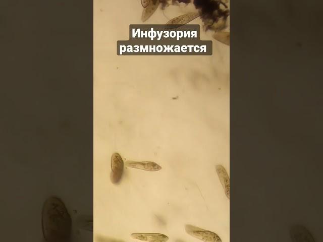 Размножение инфузории
