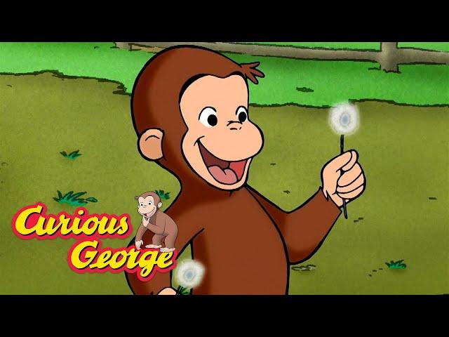 George Plants New Wildflowers  Curious George  Kids Cartoon  Kids Movies