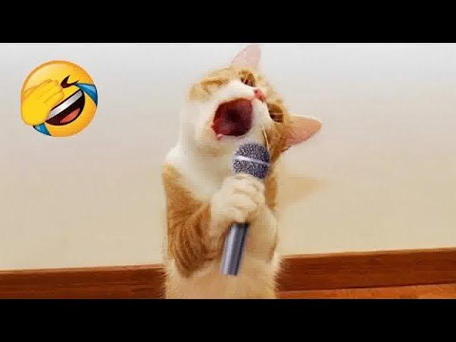  Cats & Dogs Comedy Show  Funniest Animal Moments That Will Brighten Your Day   ️