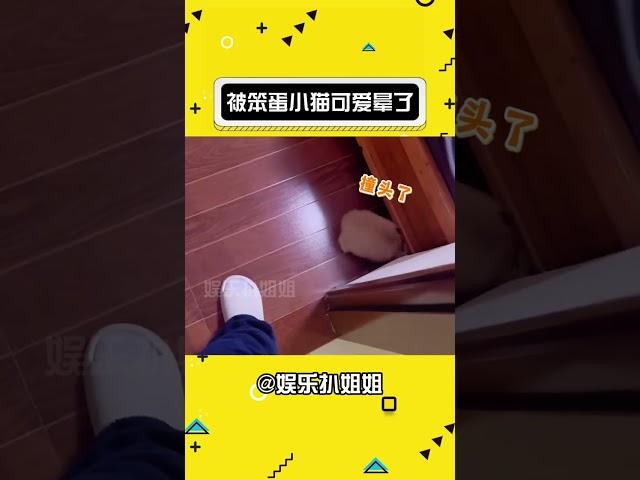 好可爱的小猫啊！！#娱乐评论大赏 #搞笑 #萌宠 #猫咪#娛樂#搞笑#shorts