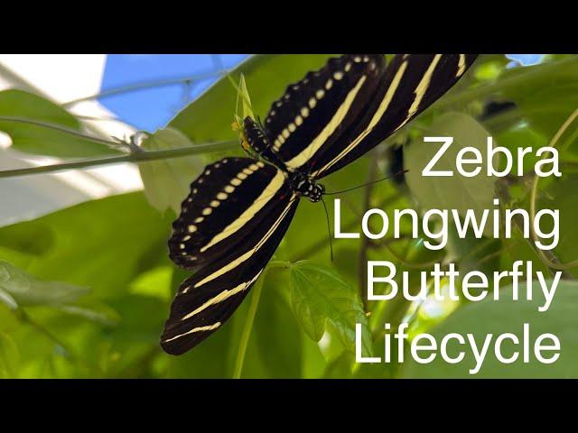 Butterfly Files: Zebra Longwing