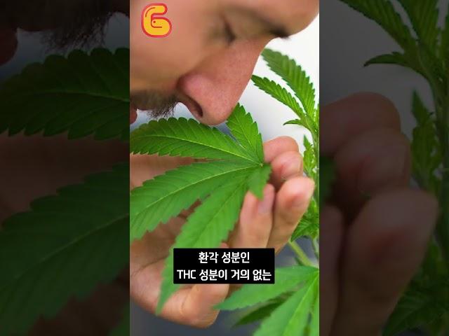 대마초의 순기능