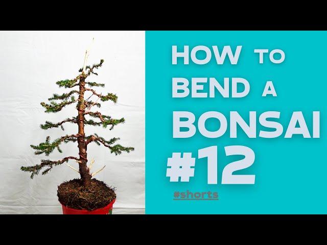 How to bend a Bonsai #12 - Picea Abies (Christmas Tree) | Bonsaifly #shorts