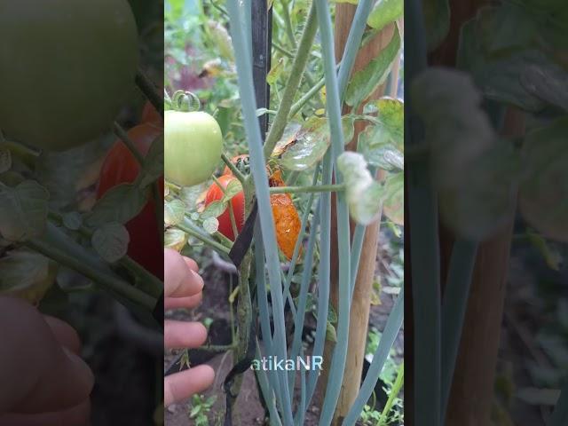 Tomat busuk terserang lalat buah #tomatoplants #lalatbuah #busuk #buahtomat