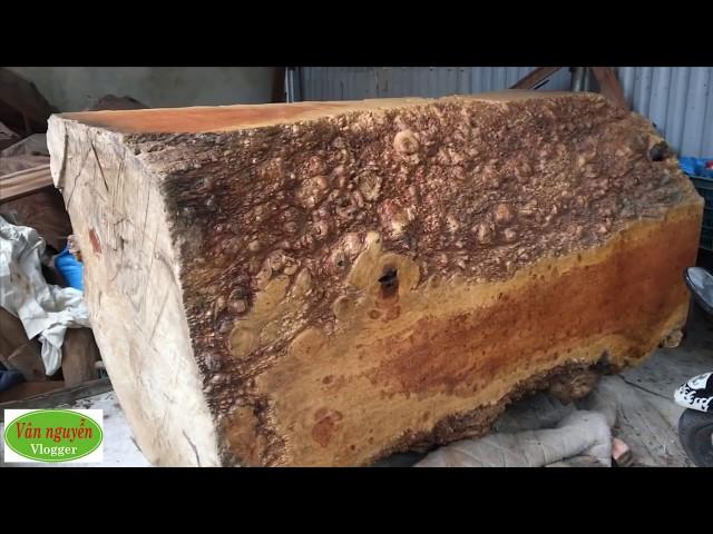 Khúc gỗ nu hương kích thước khổng lồ, Việt nam chỉ có 2 khúc như vậy thì anh giữ 1