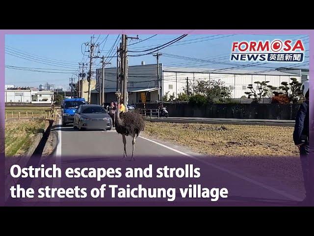 Ostrich escapes and strolls the streets of Taichung village｜Taiwan News