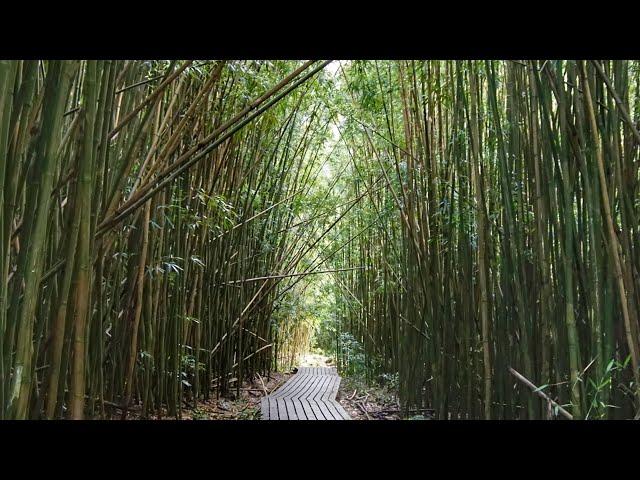 Pipiwai Trail: Bamboo Forest, Waimoku Falls, and 7 Sacred Pools of 'Ohe'o