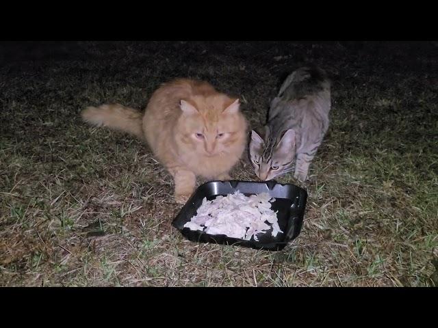 The stray cat came back with a partner and asked for food!!