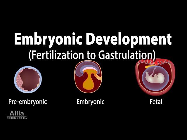 Embryology: from Fertilization to Gastrulation, Animation