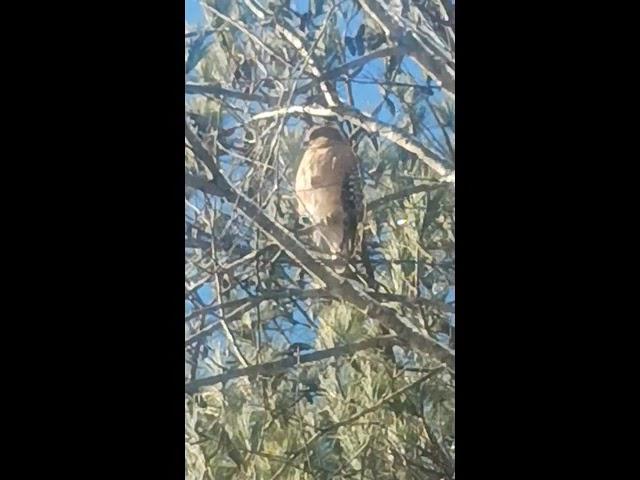 Hawk Enjoying the Snow