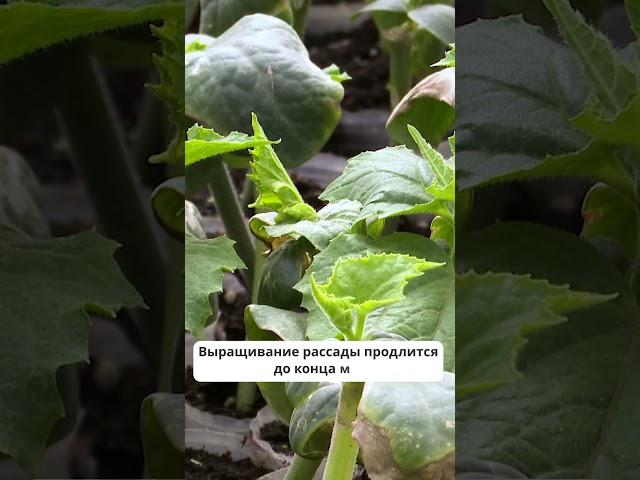 В теплицах у фермеров уже взошли помидоры, огурцы и салат