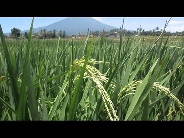 Padi Pandan Wangi Cianjur