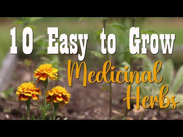 10 Easy to Grow Medicinal Herbs