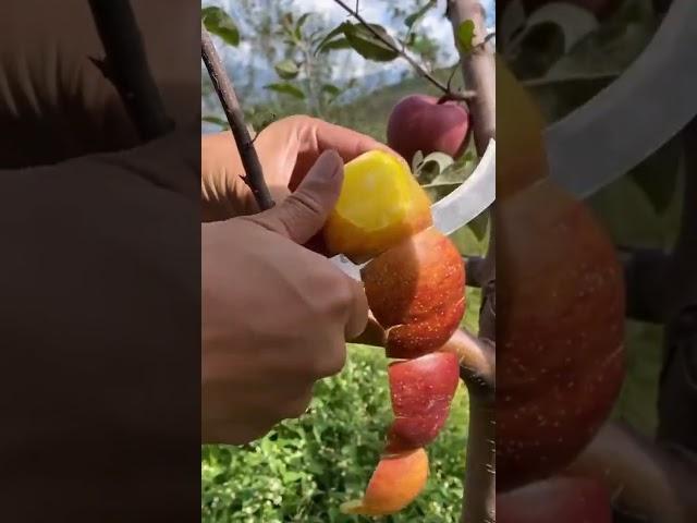 Oddly satisfying #fruits #vegetable #Agriculture 5