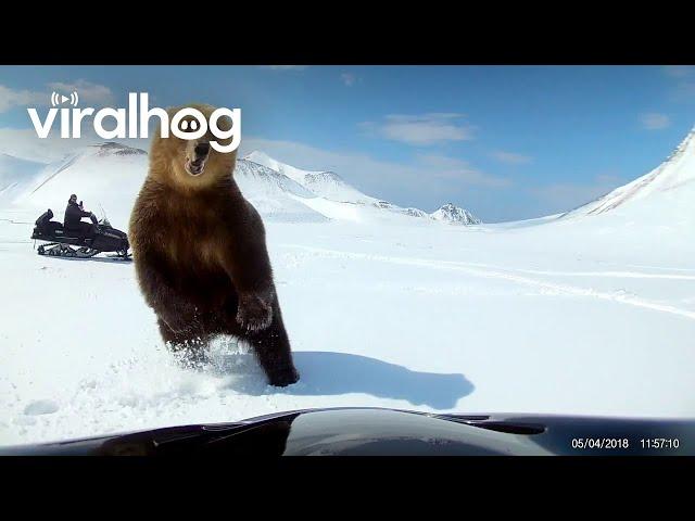 Snowmobilers Encounter a Bear || ViralHog