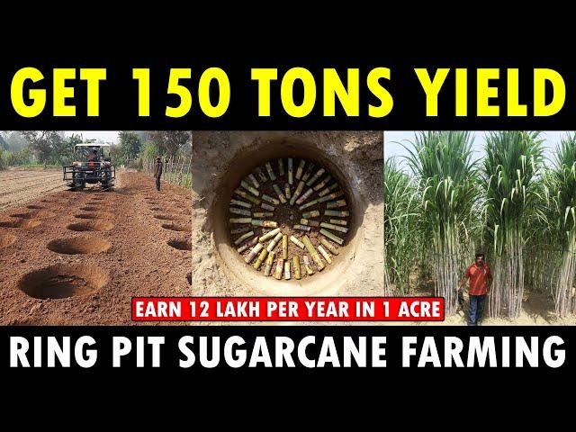 RING PIT METHOD SUGARCANE CULTIVATION | Sugarcane Farming Guide