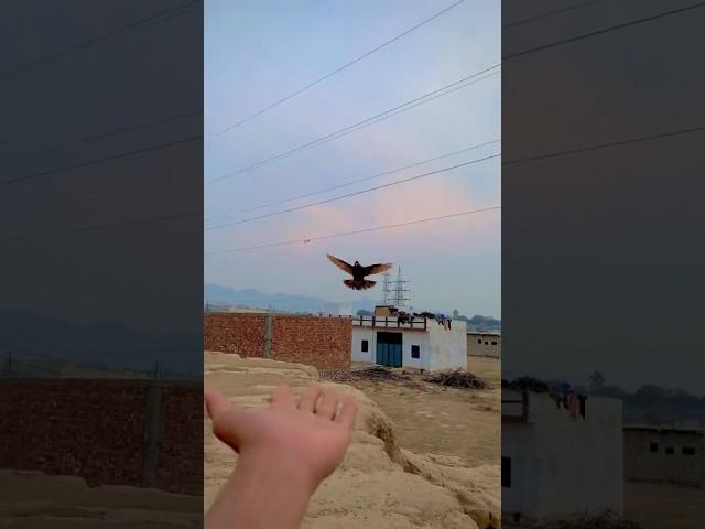 10M LIFE IS || BEAUTIFULLY FOR || PIGEONS ENTRY