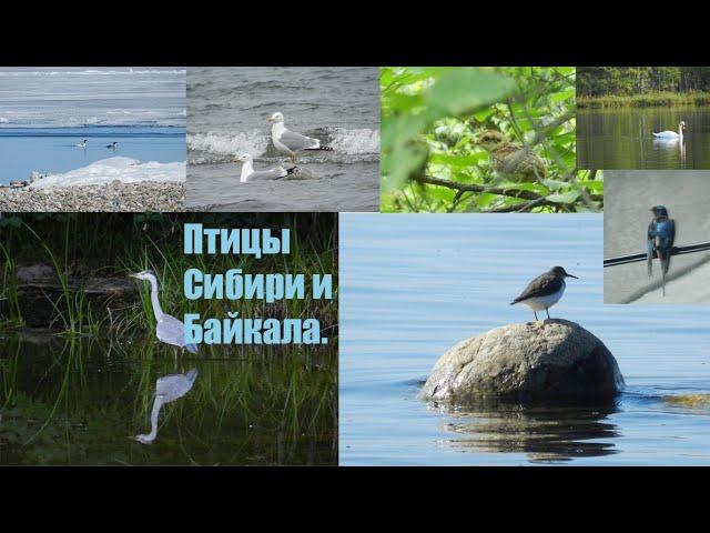 Птицы Сибири и Байкала.