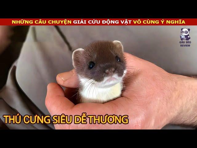 Giải cứu và chăm sóc chú Chồn đuôi ngắn dễ thương và đáng yêu || review Con Người Và Cuộc Sống